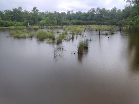 च्यामा ताल